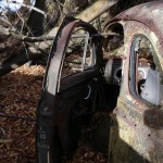 An old car sits in the middle of a small patch of woods in the middle of a wheat field between Pullman, WA and Moscow, ID.