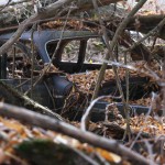 A second car is parked next to the first car in the middle of a small patch of woods in the middle of a wheat field between Pullman, WA and Moscow, ID.